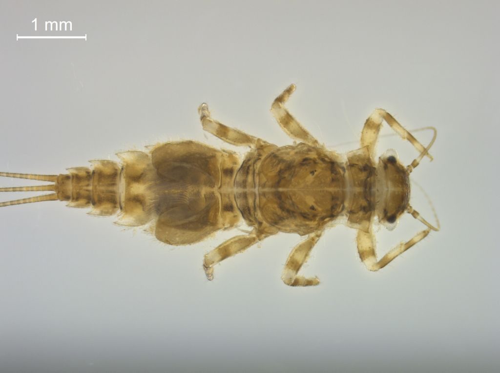 Caenis robusta